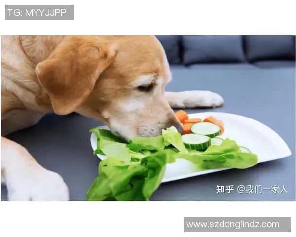 足球明星选择宠物狗的最佳品种推荐与养护指南